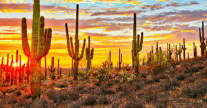phoenix destination